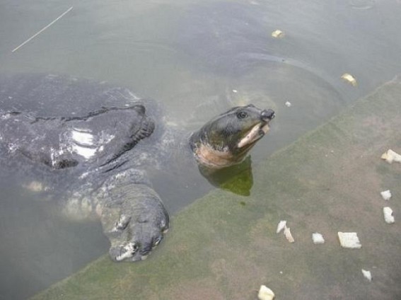 Rare N-Nigrican Bostami turtles facing extinction: authorities silent